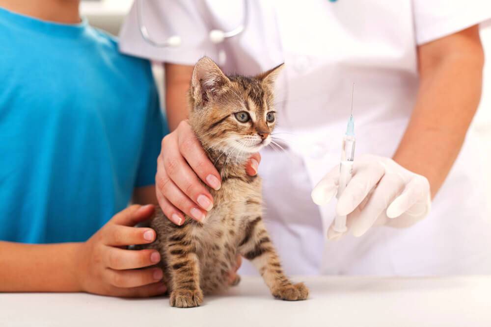 Какие прививки делают котенку в 3 месяца