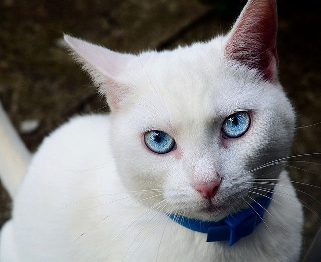 Глухие белые кошки.