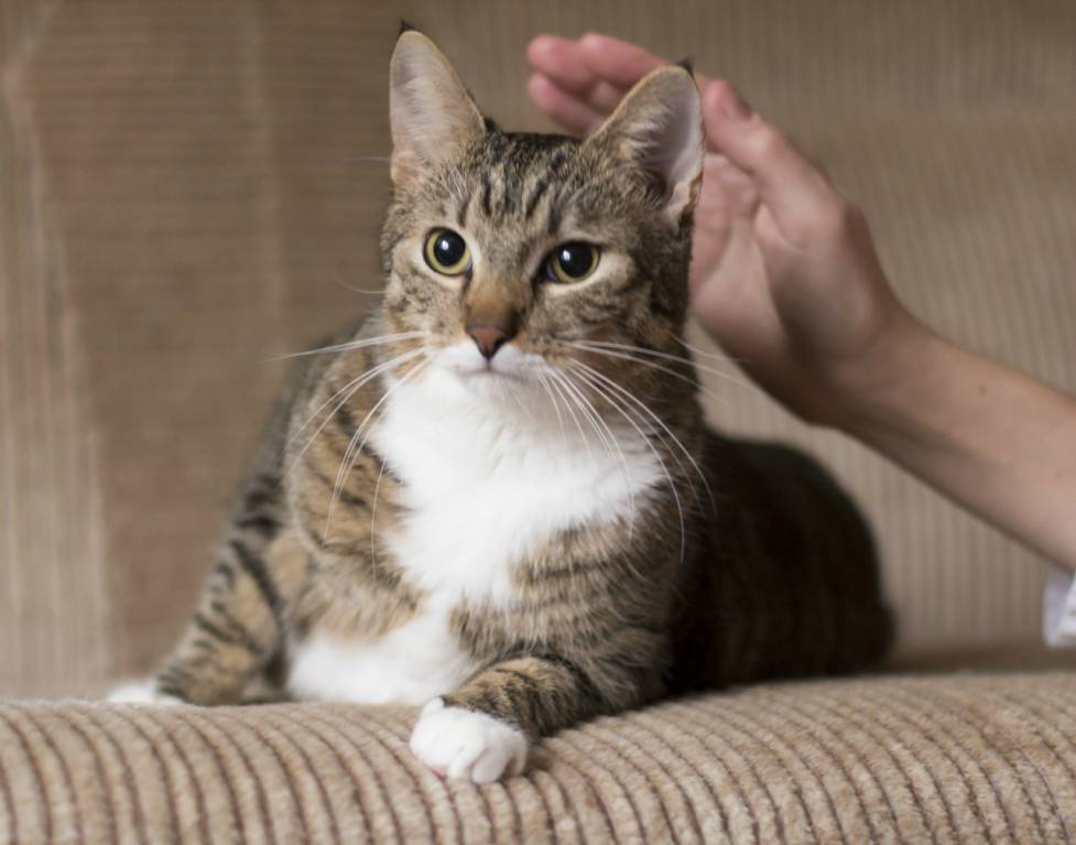 Беспородные кошки: описание, виды, характер и повадки