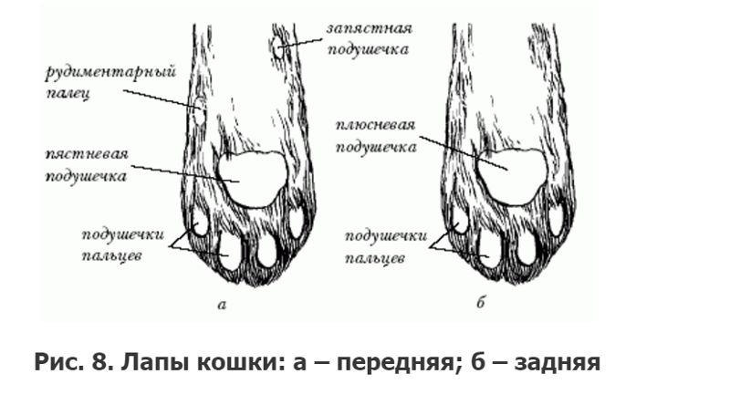 Какое количество пальцев считается нормой у кошек на передних и задних лапах