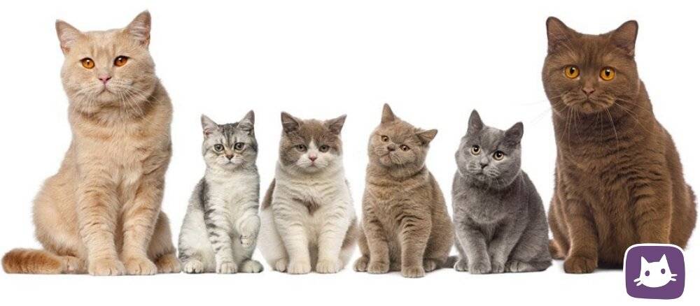 Кастрация и стерилизация шотландских котов и кошек: особенности и возраст