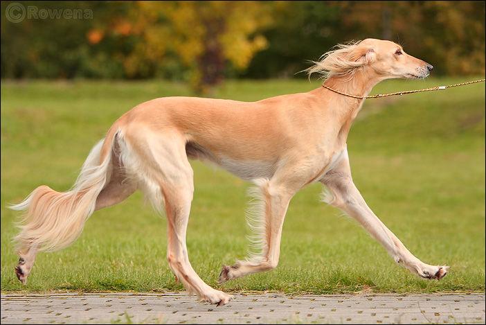 Порода собак тазы: описание, характеристика, отзывы и интересные факты