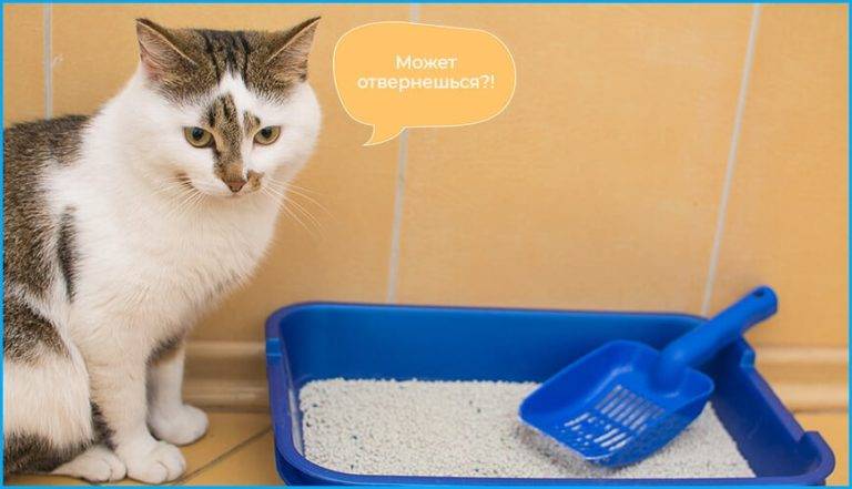 Как приучить котенка к туалету (лотку): инструкция для владельцев!