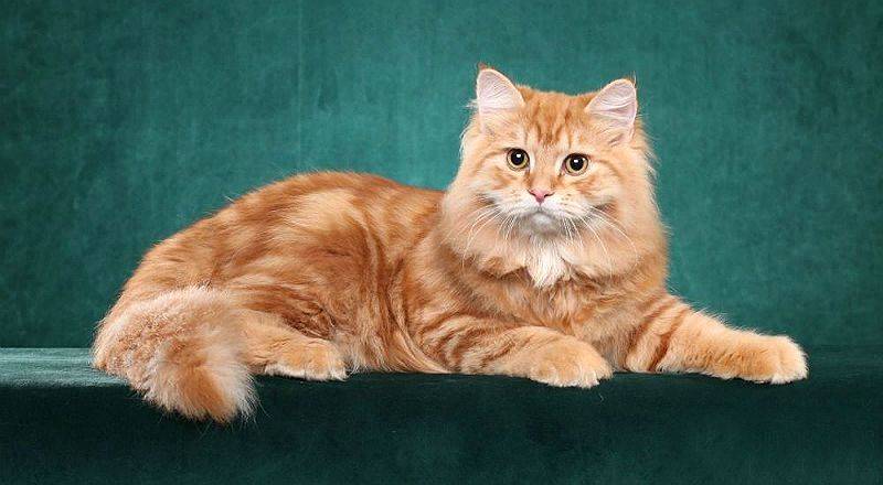 Рыжая кошка: бывают ли самки этого цвета, какая порода может быть у кота такого окраса?