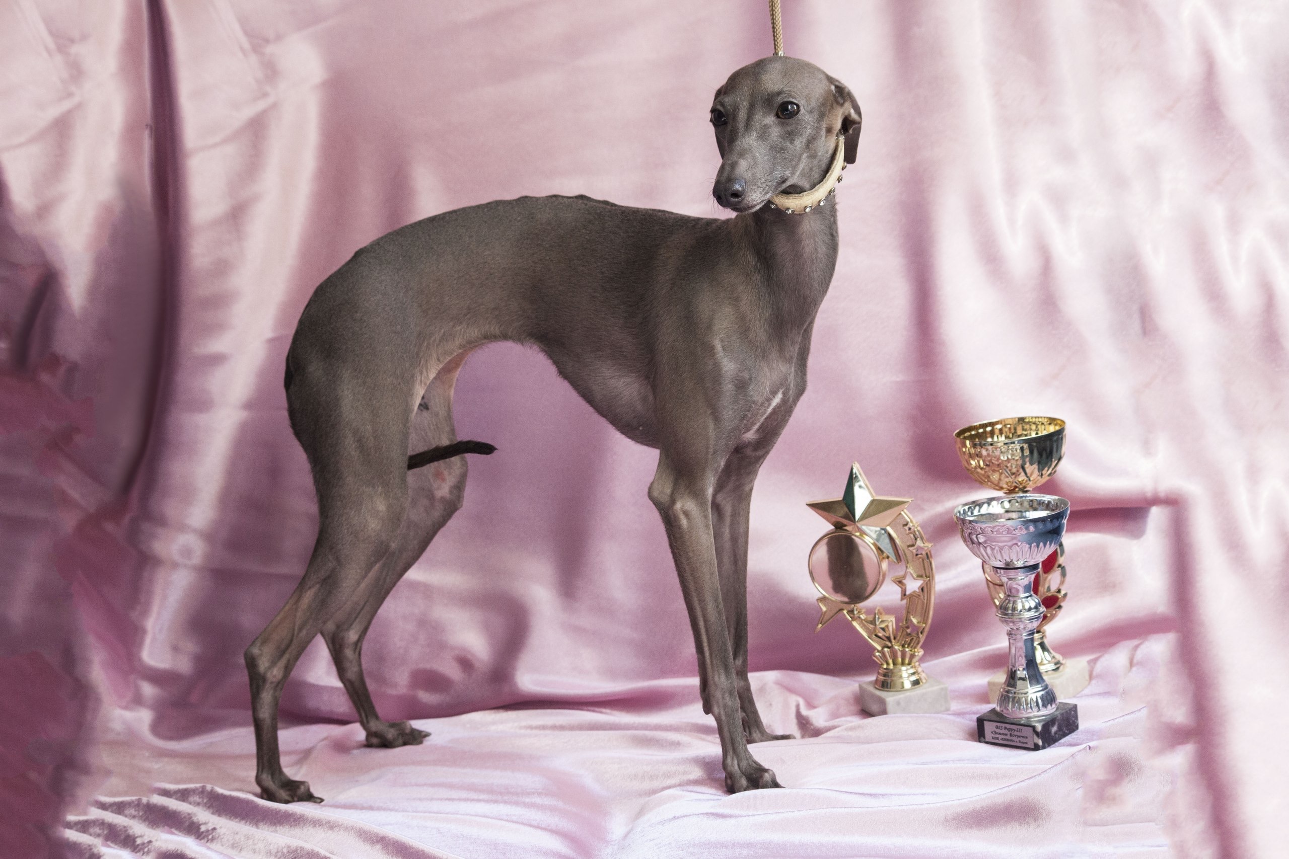 Малая итальянская борзая левретка: описание породы, характер, фото собаки, одежда, картинки, окрасы, сколько живут, сколько стоит