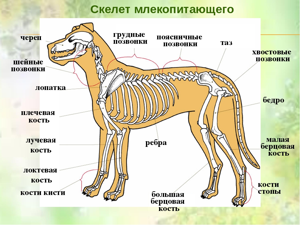 Cтати собаки ◈ основные части тела и строение собаки