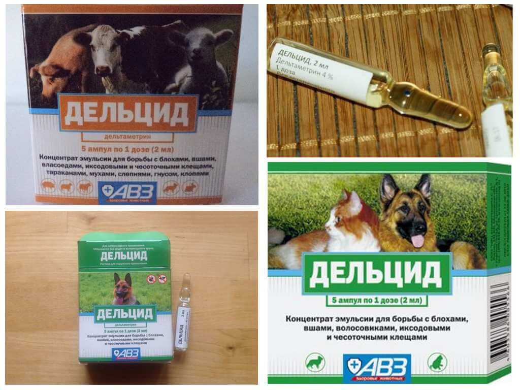 Дельцид: инструкция по применению препарата, обработка кошек и собак от блох