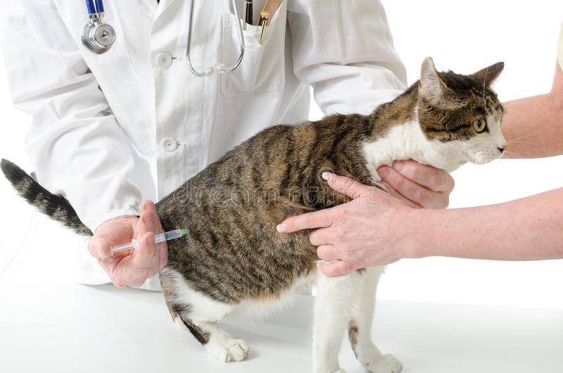 Как поставить укол кошке внутримышечно | как и куда делать, видео