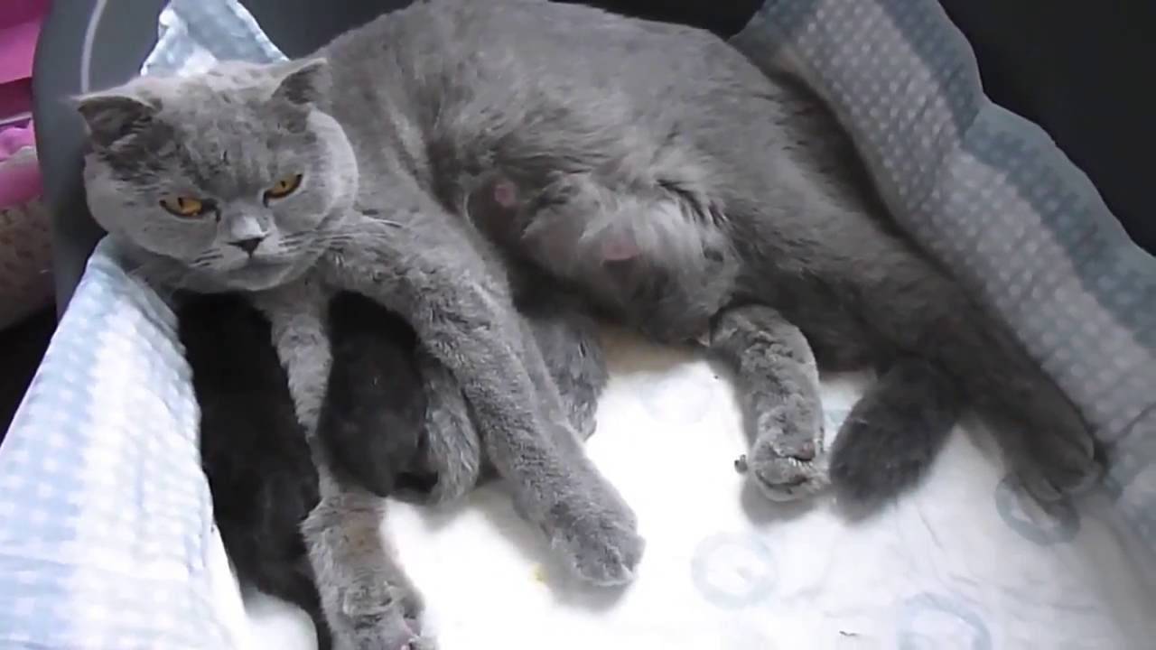 Кошачья беременность или сколько кошка ходит беременной