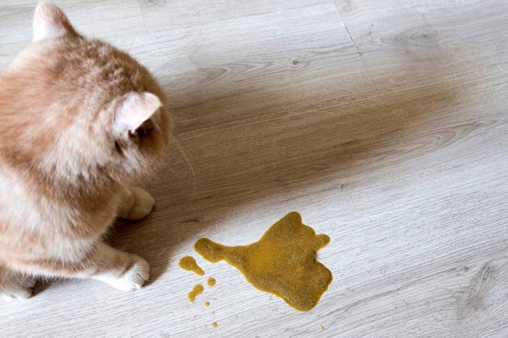 Кошку рвет шерстью и желтой водой. почему кошку рвет желтой жидкостью и что делать