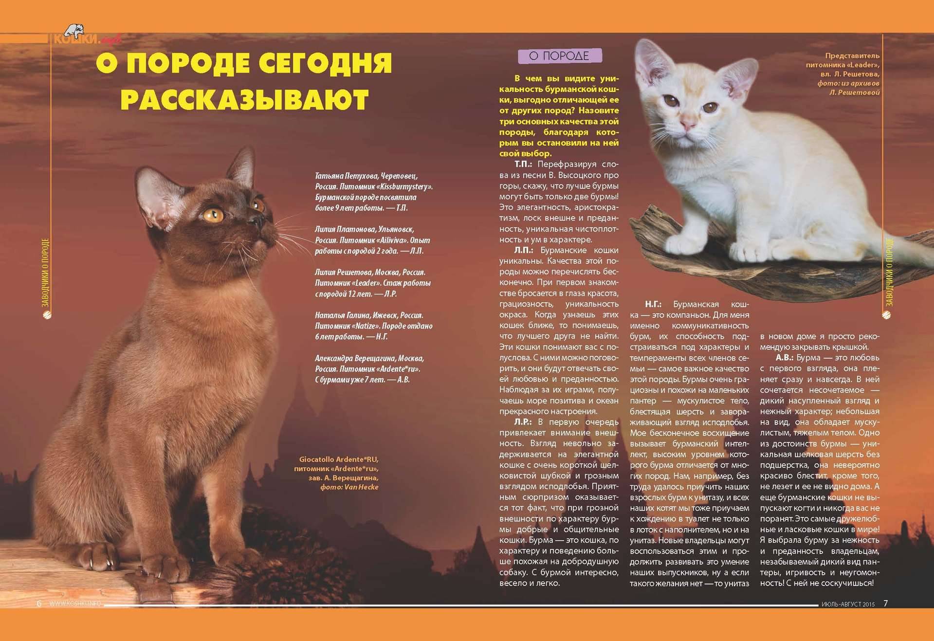 Самые спокойные породы кошек: описание послушных котов для квартиры. как выбрать кошку?