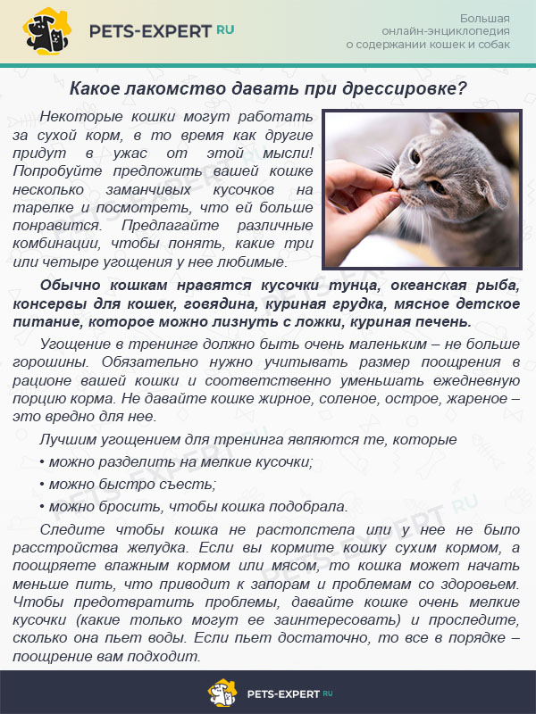Как научить кота давать лапу - основные правила дрессировки