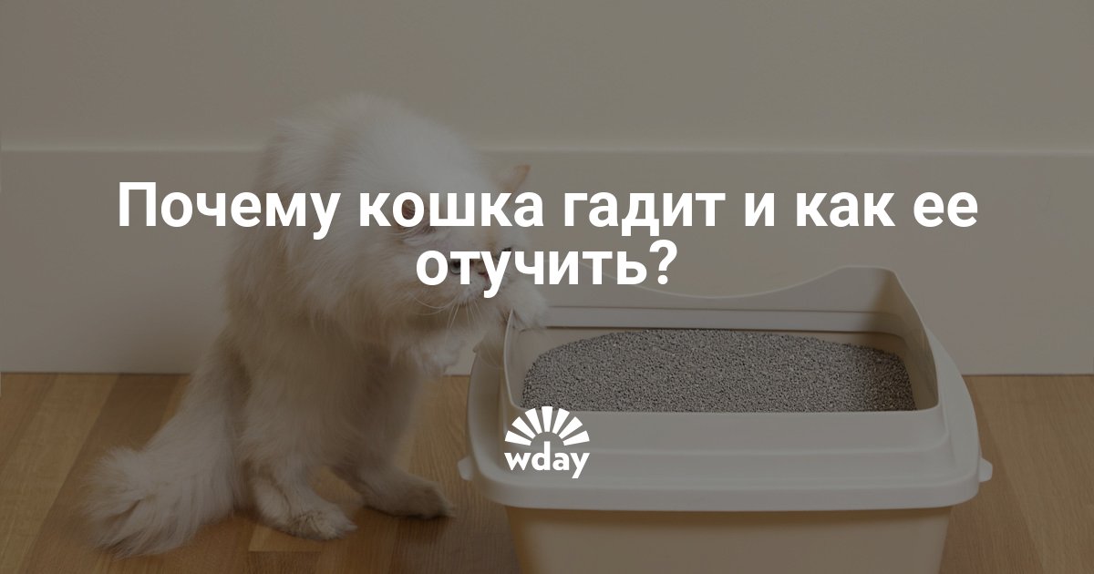 Как отучить кошку мочиться на постель - wikihow