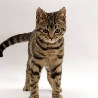 Варианты окрасов табби у британских короткошерстных кошек