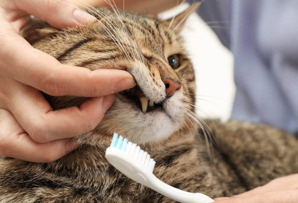 Как кошке почистить зубы в домашних условиях: чем чистить