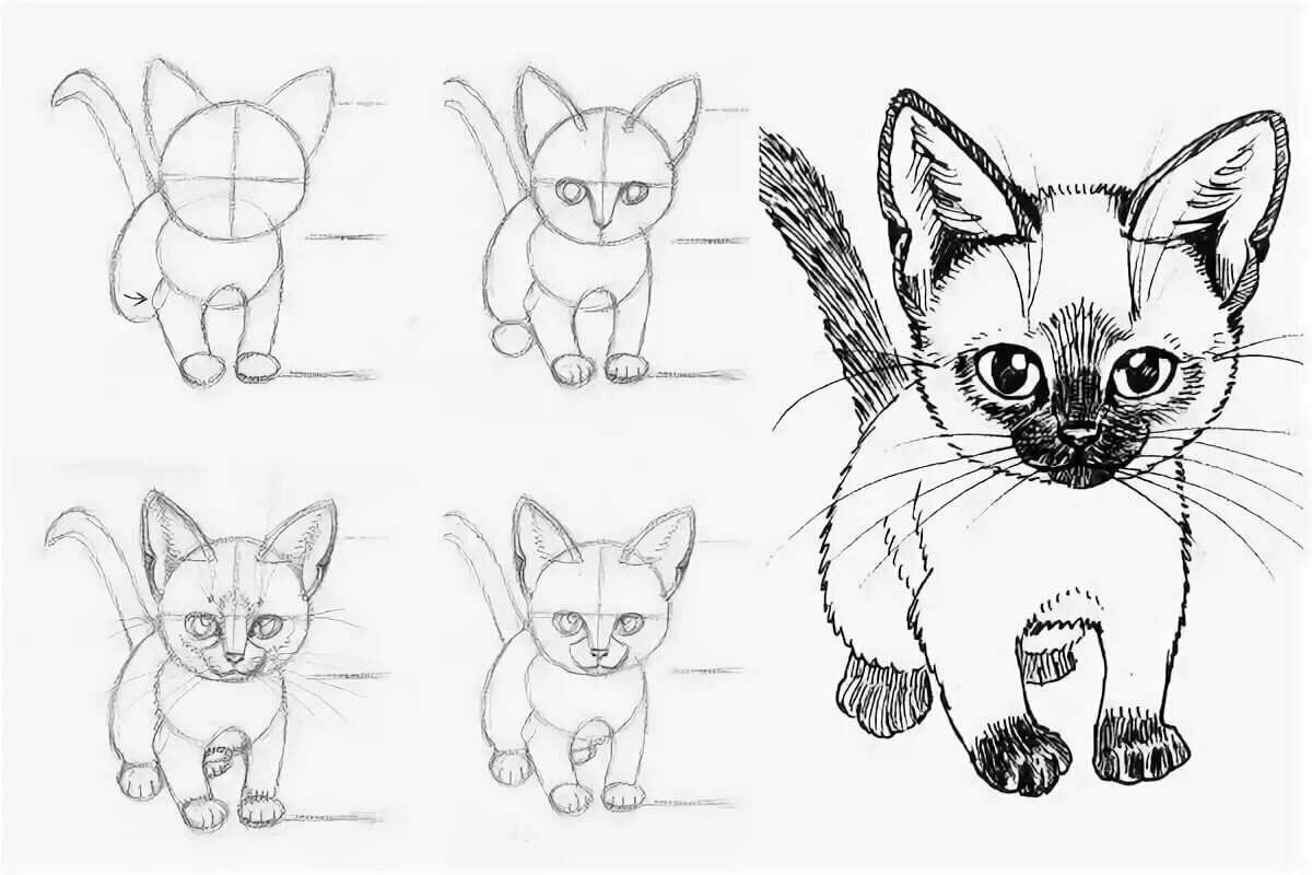 Как нарисовать кошку и кота карандашом