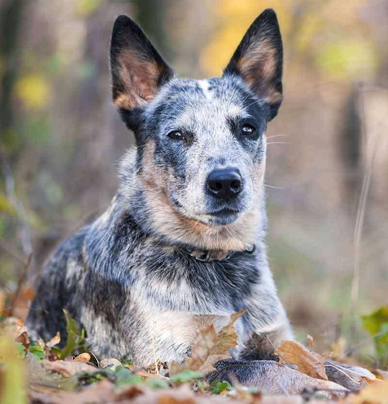 Австралийская пастушья собака: описание породы, фото, видео