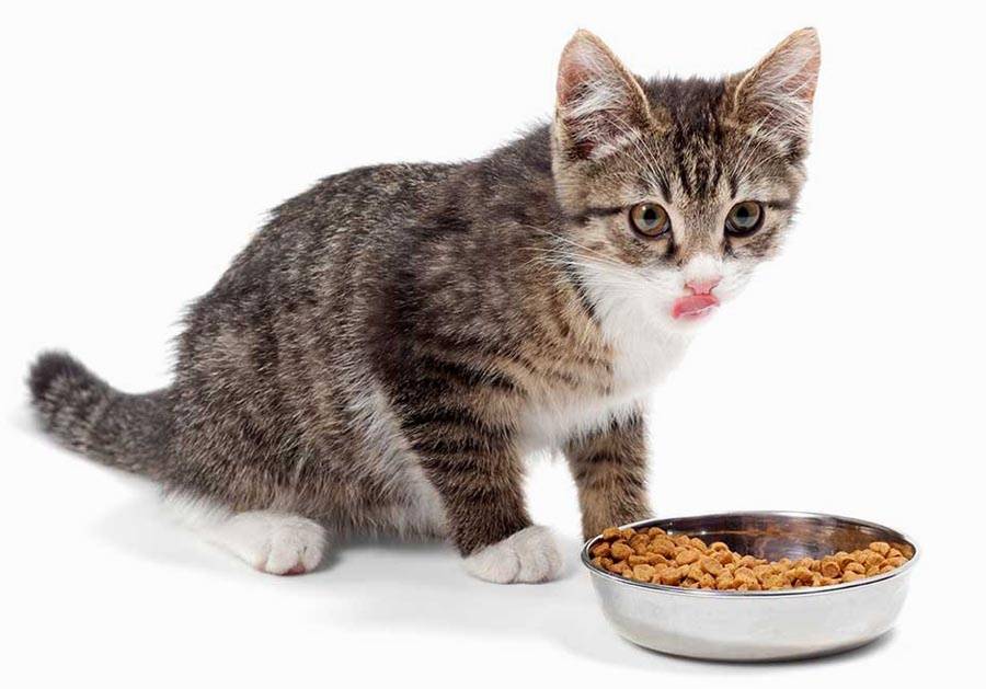 Кормить ли кошку сухим кормом: 7 за и 4 против