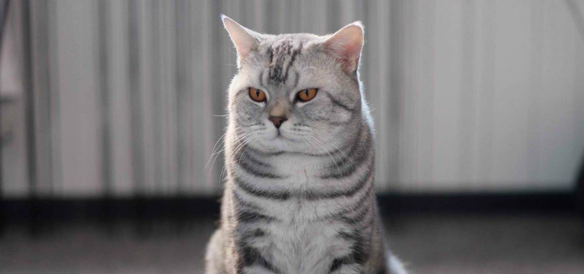 Чем кормить вислоухого шотландского котенка в домашних условиях: питание для котят
