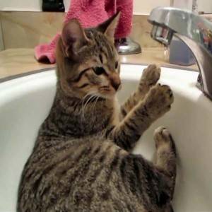Нужно ли мыть кошек: все тонкости водной процедуры