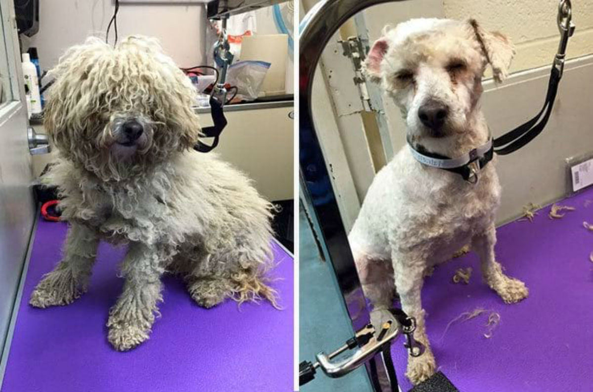 Что делать, если собака всего боится | dogkind.ru