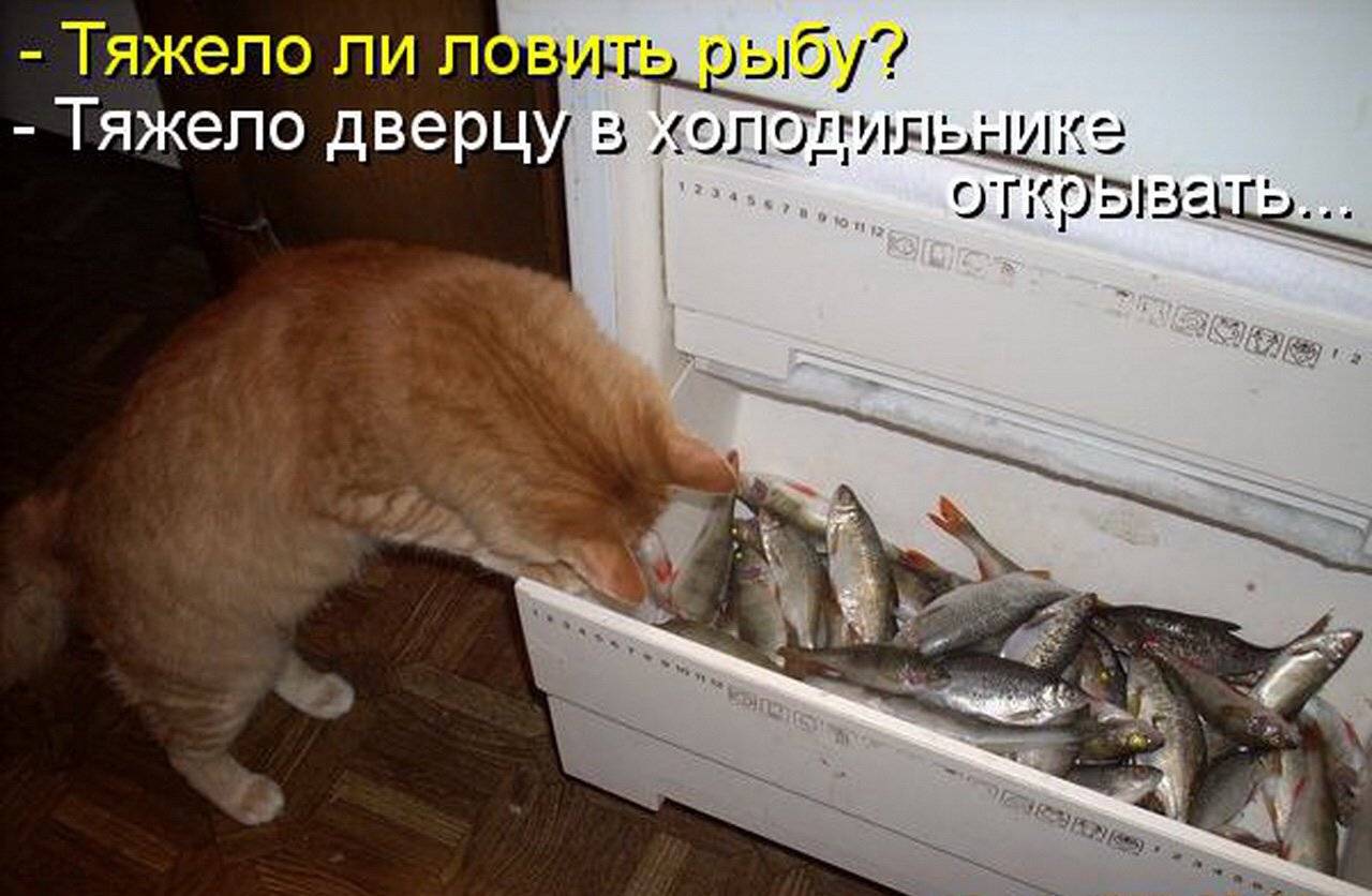 Какой рыбой можно кормить кошек и почему они ее любят, дают ли ее кастрированным котам?