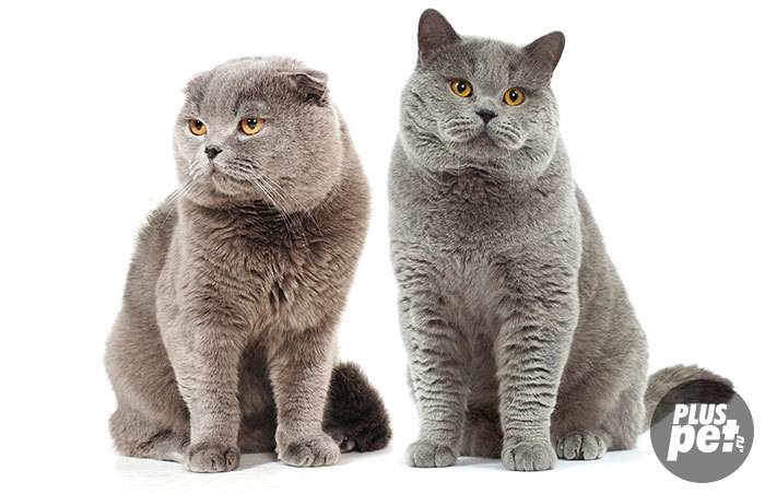 Чем отличается британская порода кошек от шотландской: характер и внешний вид