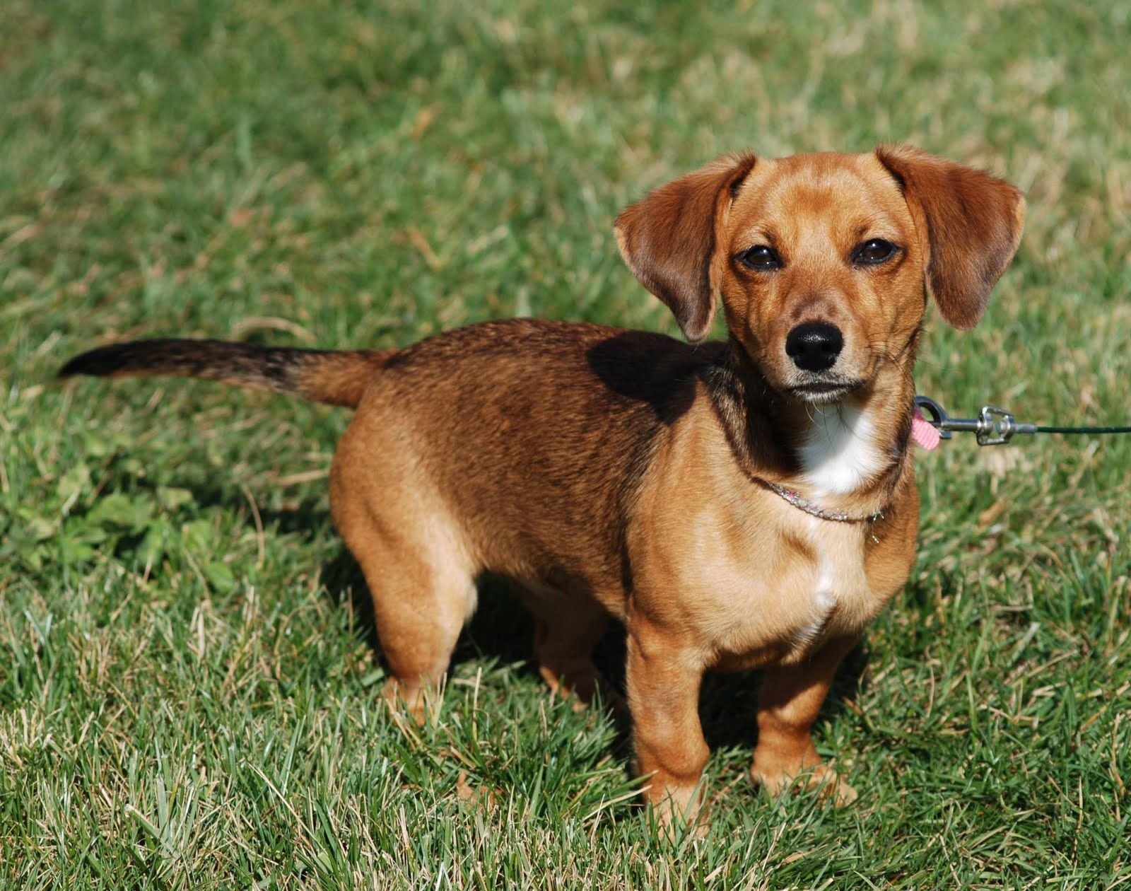 6 вариантов метисов собак породы таксы и как отличить породистого щенка