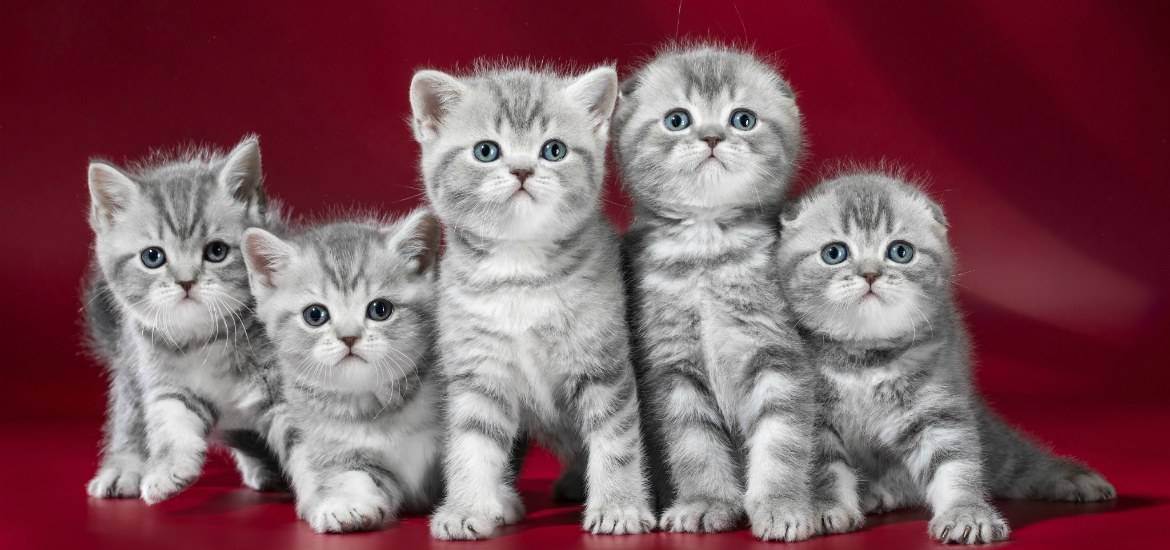Варианты кличек для британских кошек мальчиков и девочек