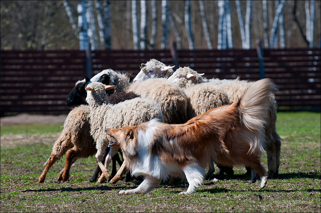 Пас животных. Шотландская пастушья овчарка. Собака пастух австралийская пастушья. Шотландская пастушья бордер колли. Пастух шотландский колли.