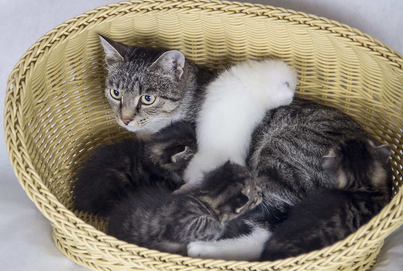 Через сколько можно отдавать котят. Мама кошка и котенок. Котята с мамой. Продажа котят. 12 Котят.