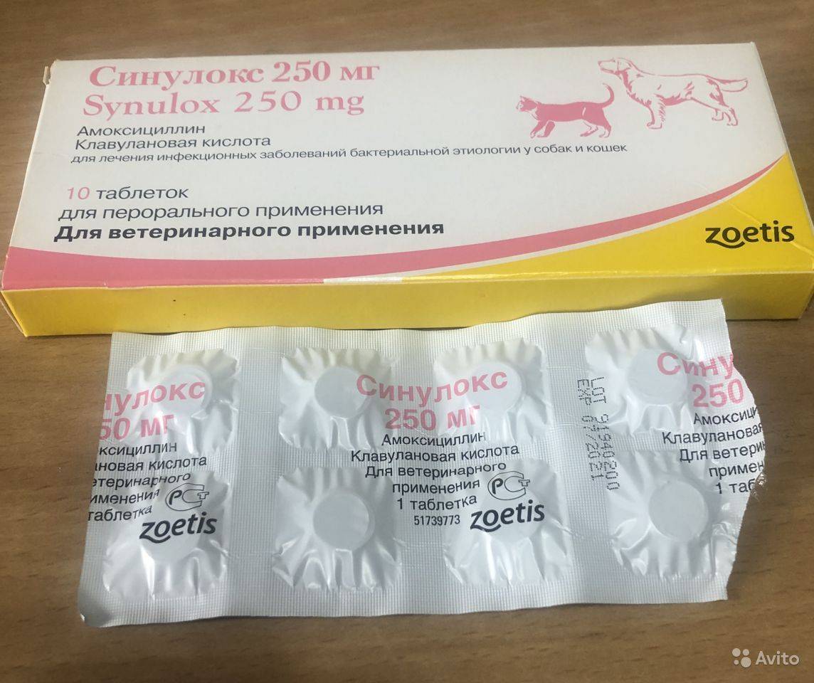 Амоксициллин можно коту. Синулокс 250 мг. Синулокс 150 мг. Собачий антибиотик синулокс. Препарат ветеринарный синулокс 250 мг.