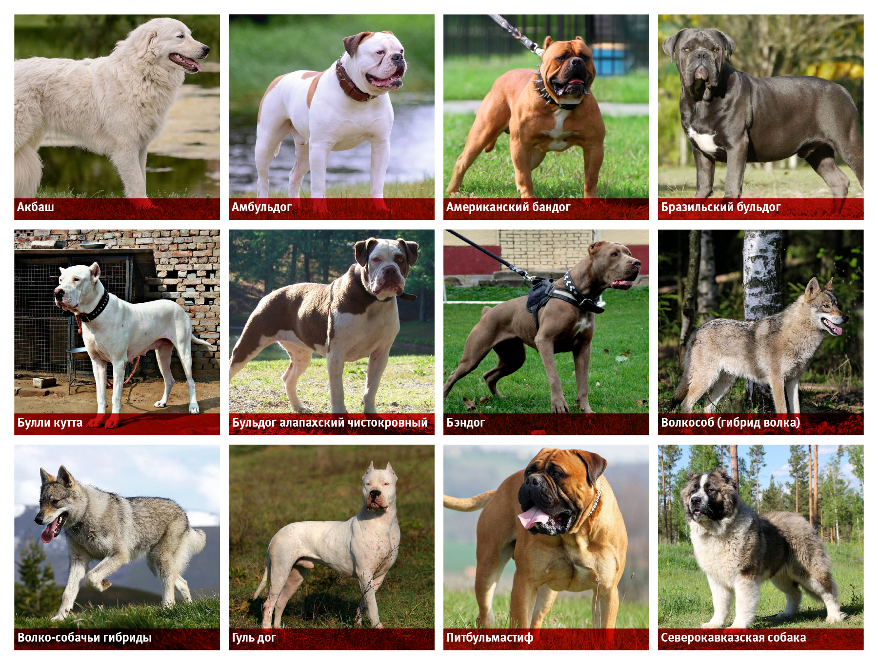 Самые популярные породы собак в россии