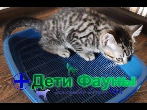 Про кошачий туалет и мусор на полу - запись пользователя елена (elenapogodina) в сообществе домашние животные в категории помогите советом - babyblog.ru