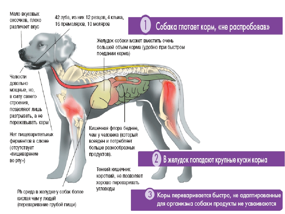Болезни лап у собак: список недугов, причины, признаки, терапия