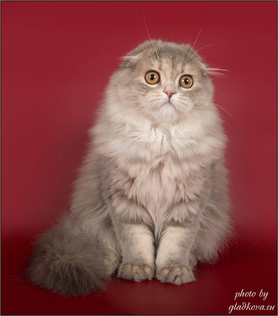 Хайленд фолд (шотландская вислоухая длинношерстная): описание породы, фото кошки, стандарты, окрасы, характер, отзывы
