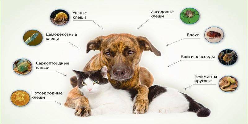 Пироплазмоз у собак: симптомы, лечение и профилактика