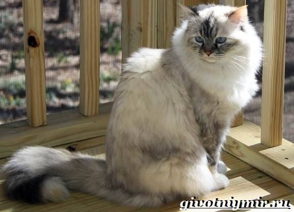 Рагамаффин кошка. описание, особенности, уход и цена породы рагамаффин | животный мир