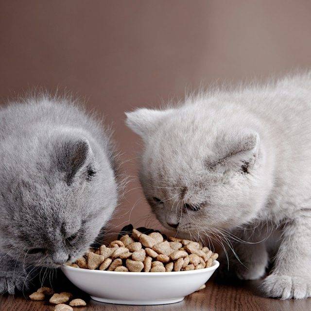 Чем кормить британского котенка | питание в домашних условиях