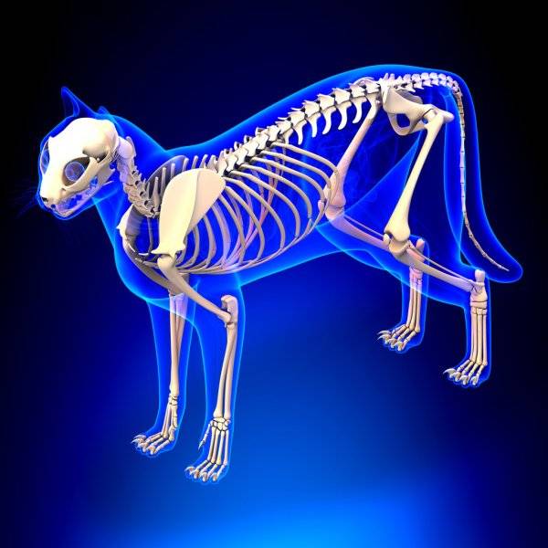 Скелет человека: название, описание костей, фото и видео