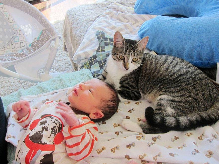 Дети и кошки: как подготовить питомца ко встрече с грудничком