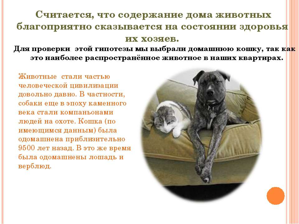 ᐉ как подружить кошку с собакой - ➡ motildazoo.ru
