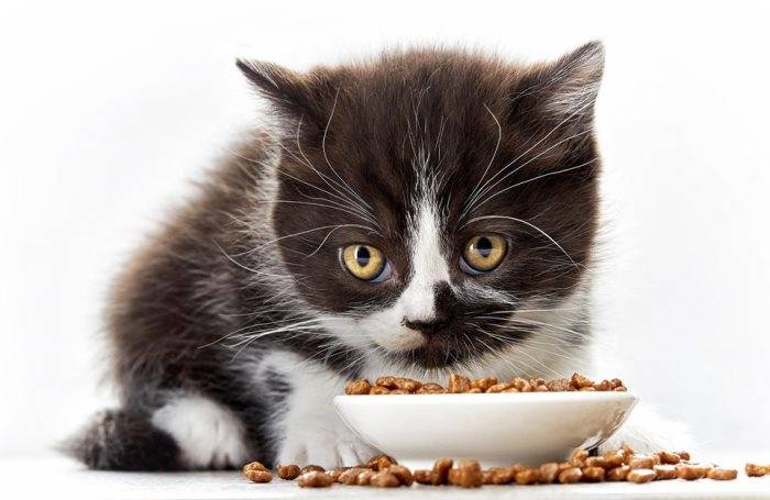 Кошка не ест сухой корм