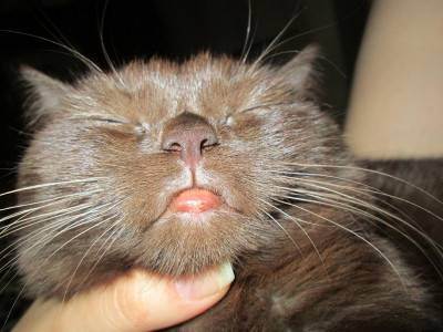 У кота опухла губа! - запись пользователя екатерина анатольевна (id1186951) в сообществе домашние животные в категории болезни любимцев - babyblog.ru