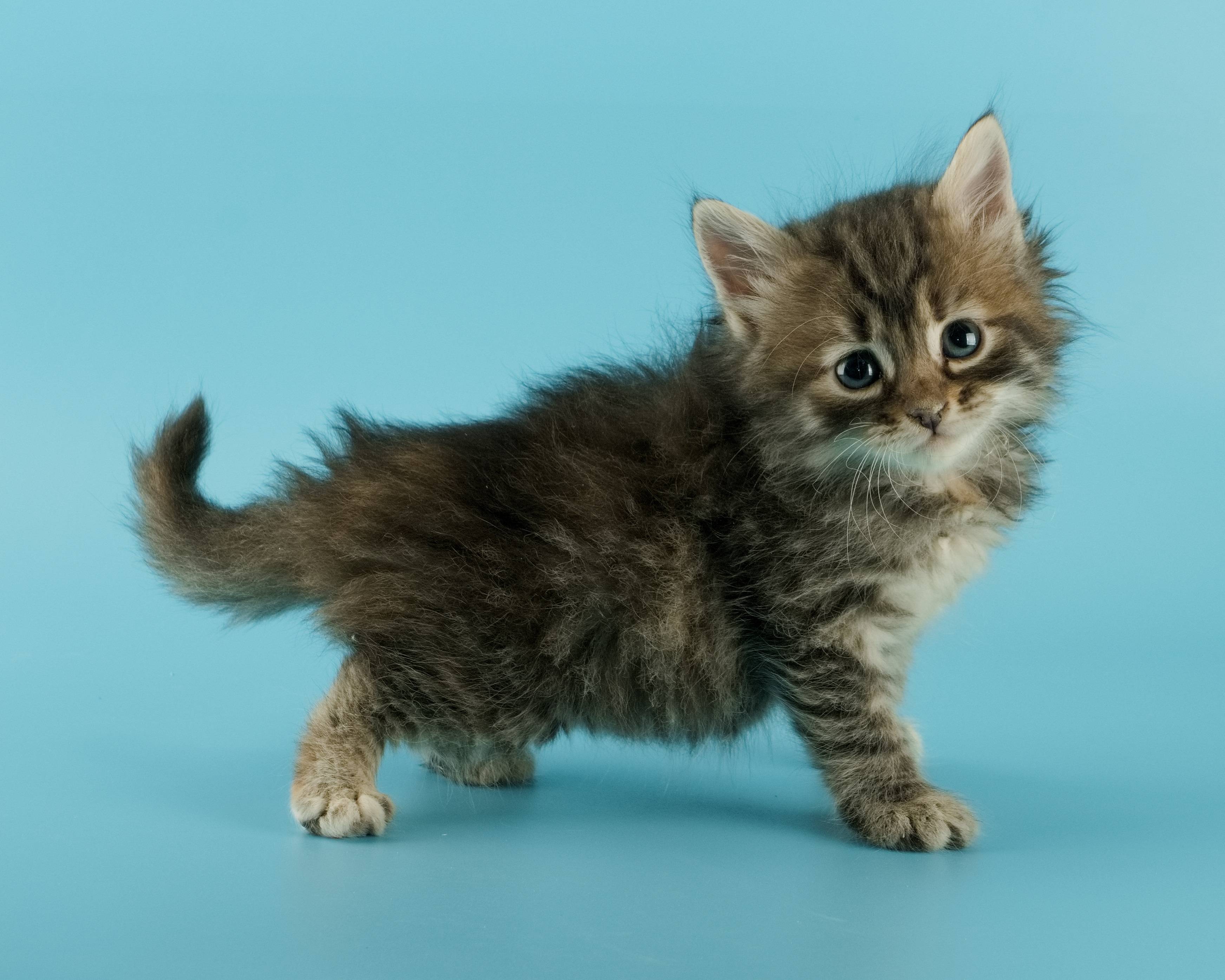 Сибирская кошка: описание породы с фото, характер животного, цены на котят