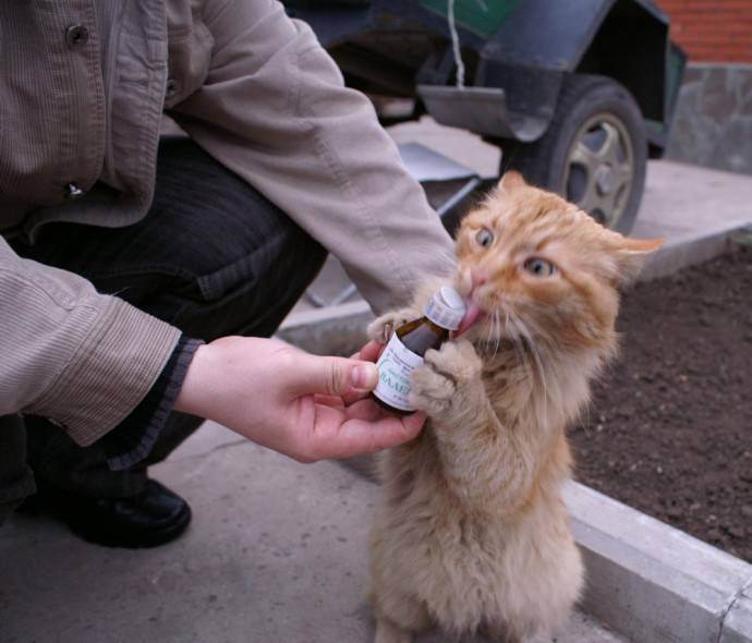 Можно ли кошкам сладкое, кот любит сладкое, почему нельзя давать кошке сладкое | кошки - кто они?