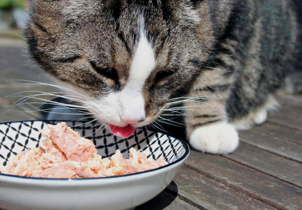 Чем кормить кошку? как правильно кормить кота? почему он ест сырую картошку? питаются ли коты кашей? что нельзя давать кошкам? советы ветеринаров