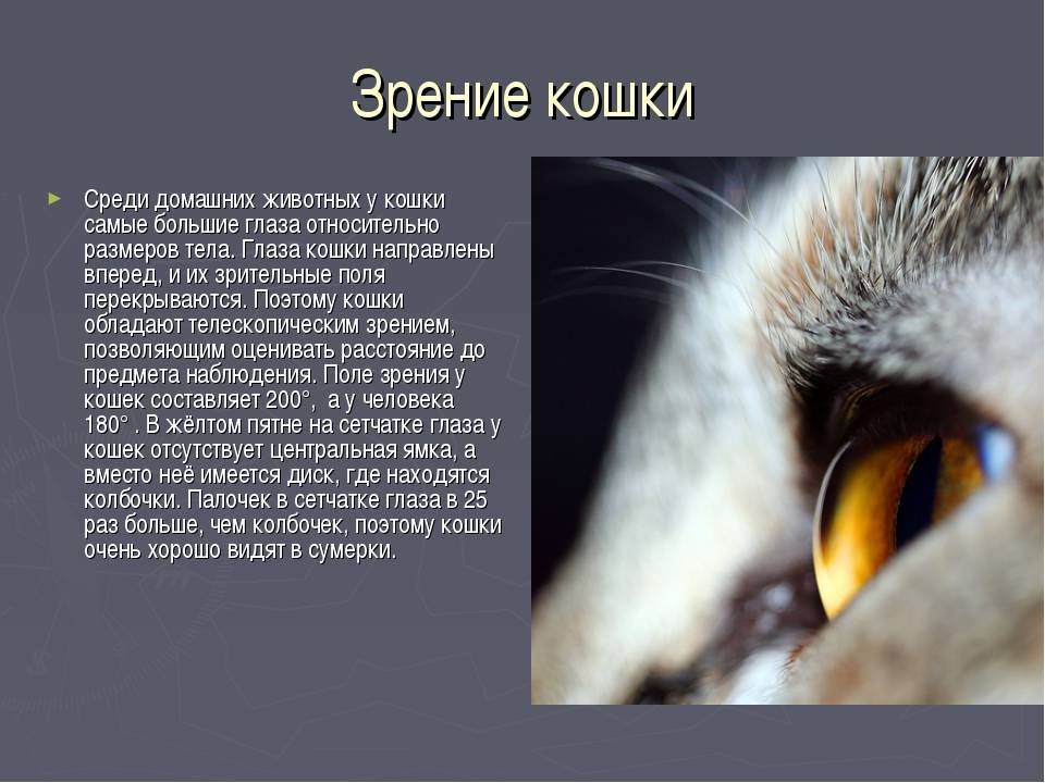 Видят ли кошки себя в зеркале