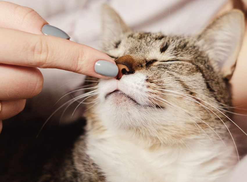 Язык тела и поведение кошки