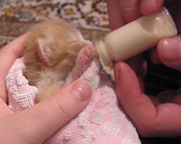 Что делать, если кошка бросила котят